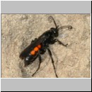 Anoplius viaticus - wegwespe-36.jpg